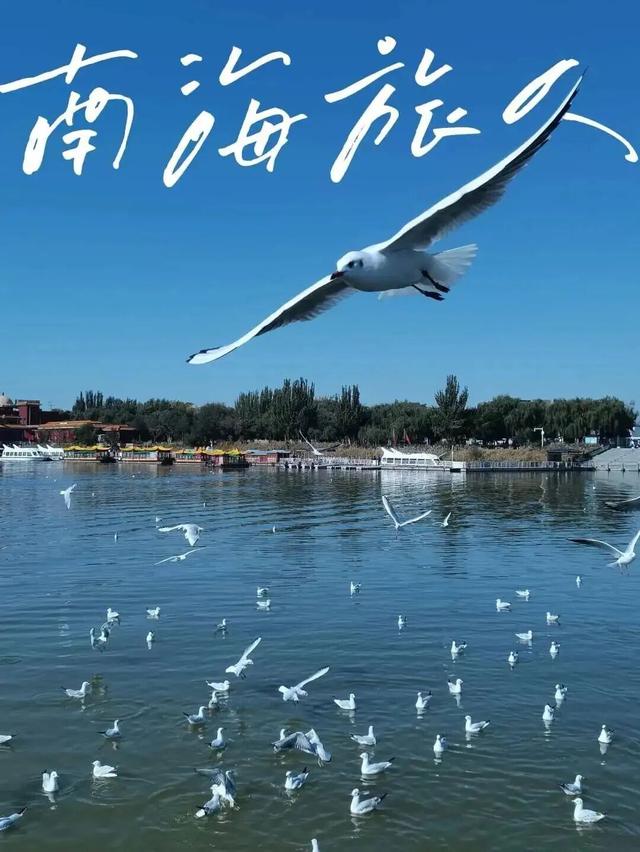 包头人自己的“洱海”~走！跟上鸥鸥上码头整点薯条去