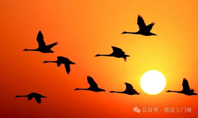 黄河畔的冬日约定：三门峡的天鹅之歌