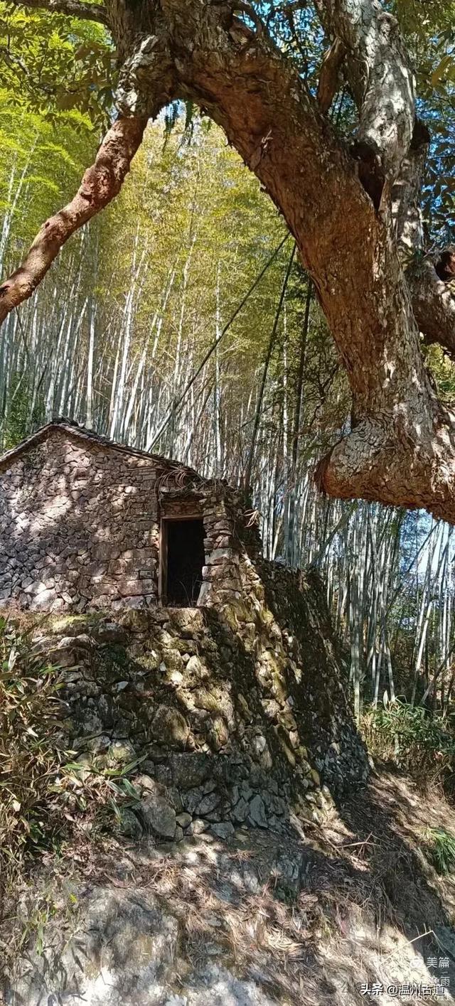 五次试走，终于揭开楠溪江源头永仙边界这条防火道的神秘面纱！