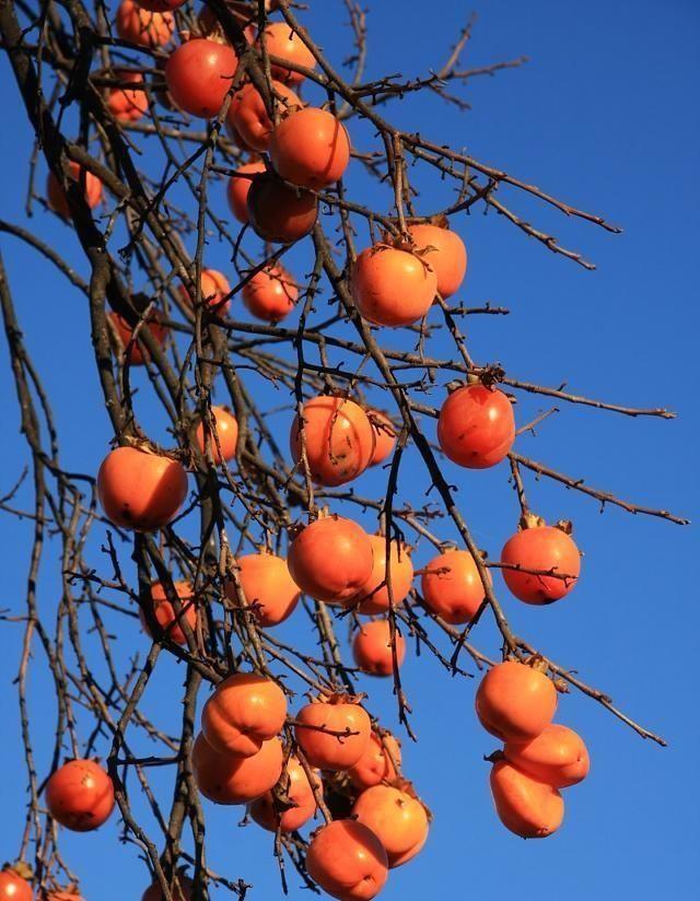 “上午立冬大雪封门，下午立冬单衣过冬”，今年立冬上午还是下午