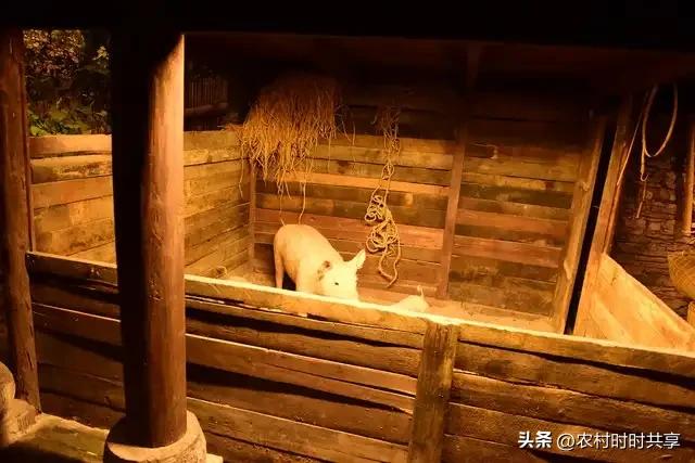 养殖母猪有窍门，6大技巧助你轻松年赚60万，你想知道吗？