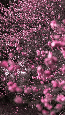 观音寺，太出片了！