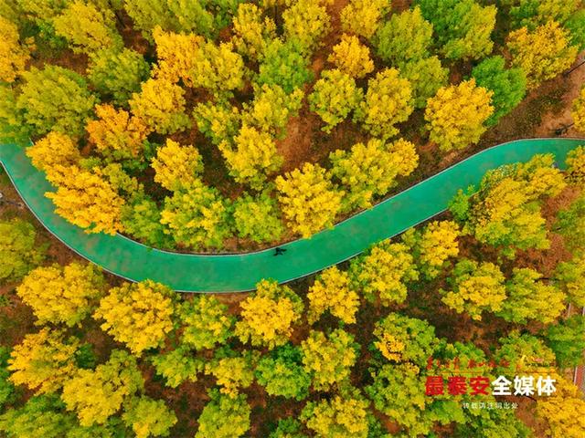 泰城深秋遍染金裳 斑斓画卷映眼帘