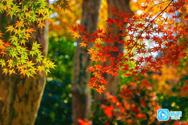 在潍坊汶河岸边，来一场最美的遇见！