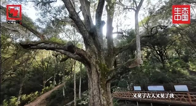央视《生态中国》聚焦肇庆，解锁山水名城的绿色密码