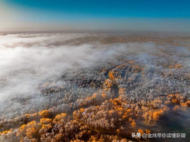 新疆轮台县：轮南胡杨林惊现雾凇奇观