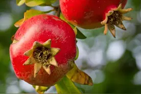 太狠了！石榴树只开花不结果？学会这几招，今年果子多到送邻居！图片