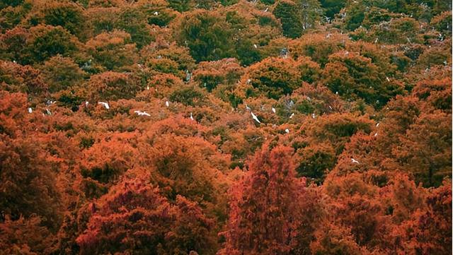水乡金湖发出最美邀约：一起来“捞秋”