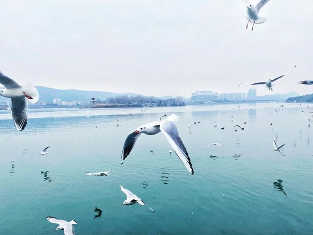 周末就冲！成都出发40min直达浪漫小城，喂海鸥逛古寺！