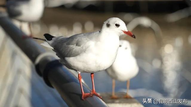 鸥了鸥了，红嘴鸥大部队即将抵达！这些小众“鸥”遇点千万别错过