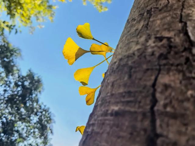 霜染秋深,向暖而行