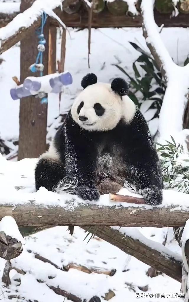 一场大雪，南京暴增20多个“5A景区” ！