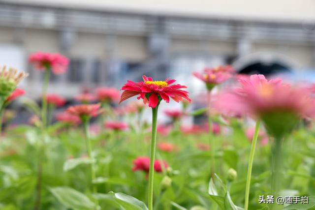 江苏苏州昆山花桥地铁站遇见粉色花海，百日菊盛放宛如画卷