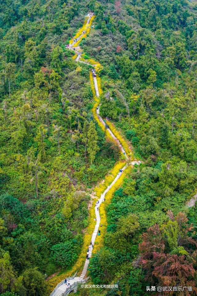 武汉这条登山花路爆火出圈