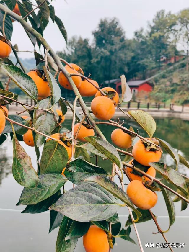 鄂州沙窝千秀谷庄园：亲子研学的自然课堂，欢乐成长的田园秘境