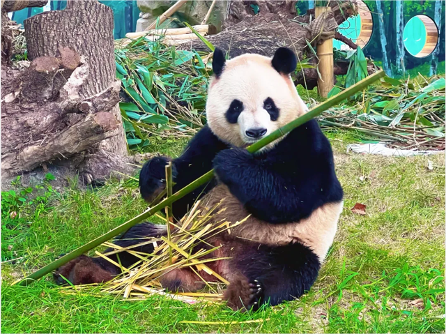 超有氛围感！哈尔滨冬日打卡攻略