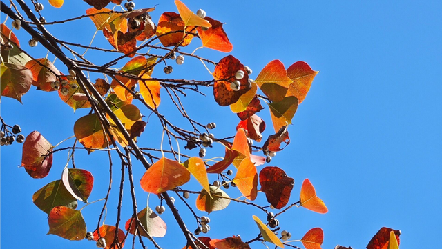 红了大片的乌桕，竟藏于一座园林之中，且被唤作 “福州小西湖”