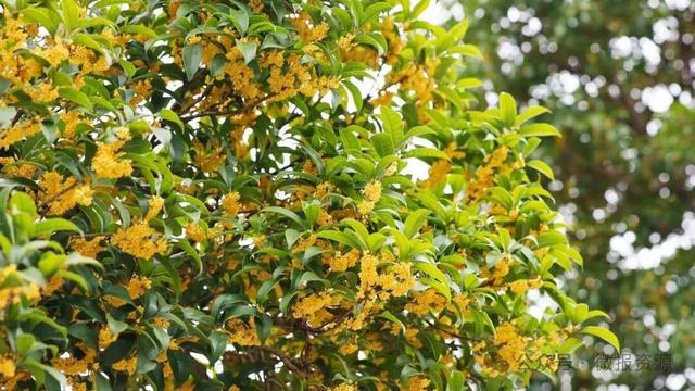 国庆假期桂北这个县的桂花树应时盛放 金粟满枝香溢全城