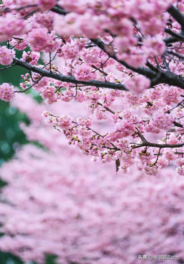 无锡这个免费公园，突然爆火。