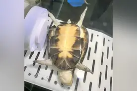 养龟笔记｜龟龟不会说话，但生病时会这样“求救”！主人必看图片