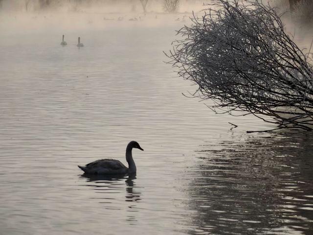 伊宁天鹅泉湿地公园：冬日里的生态诗画