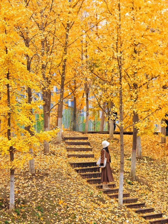 西安周末游丨这8个免费赏银杏叶好去处