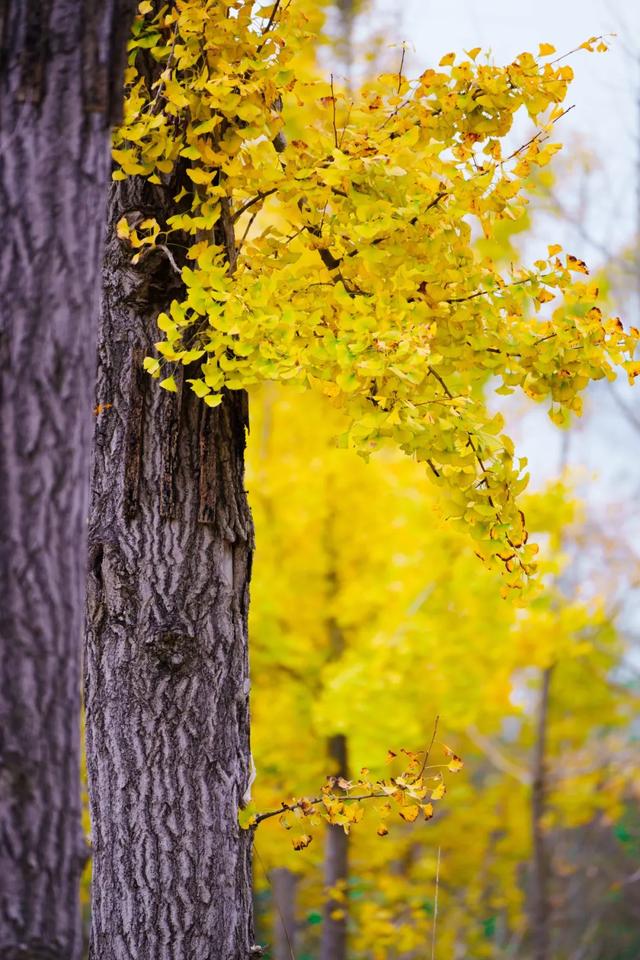 邂逅金黄,郫都初冬的银杏图鉴