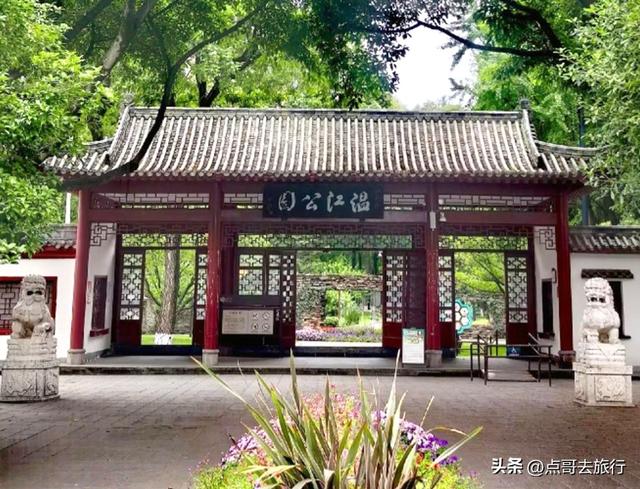 成都难得一见的麦冬草花开了，紫色浪漫，超级惊艳，公交车直达！