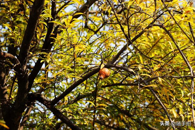 上海：120多年前从古桥石缝中“钻出”的石榴树如今硕果挂枝头