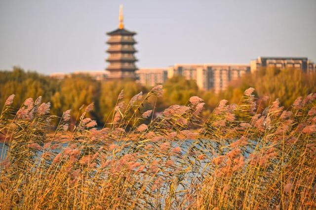 吉视界 | 北湖秋日限定 “颜值” 上线