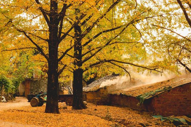 11月，去赏银杏吧！8个高颜值赏秋地，速来拍美照，挑一个就出发