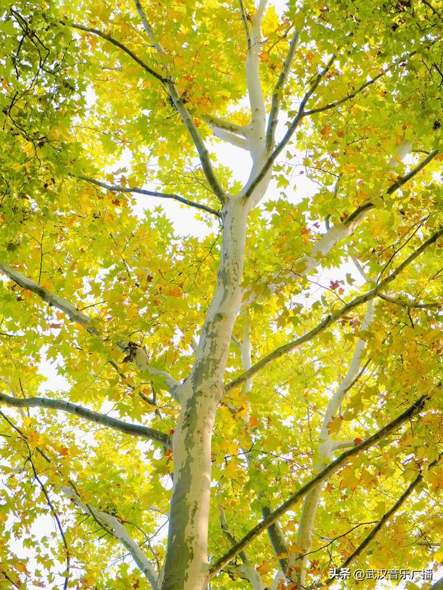 这里藏了武汉的顶流秋色！