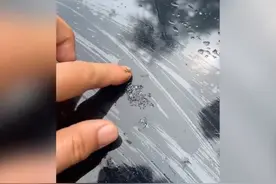 "爆料！槐树树胶竟对车漆有隐形威胁，车主必看！"图片