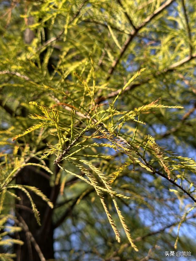 莲花山公园的冬季