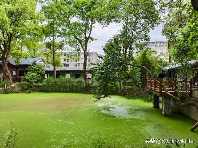 成都古镇（15）郫县唐昌古镇崇宁公园·大椿巷