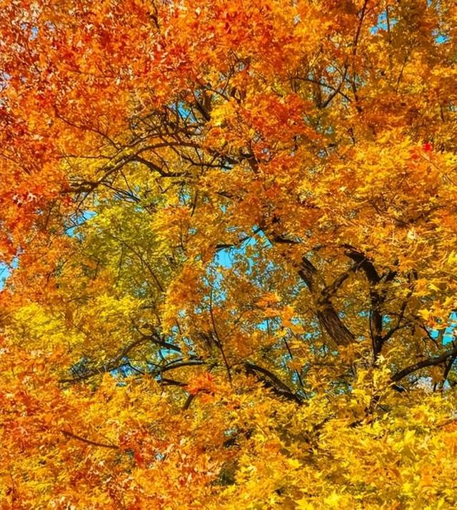 国家植物园彩叶正当时：这篇“追色”指南，藏着秋日惊喜