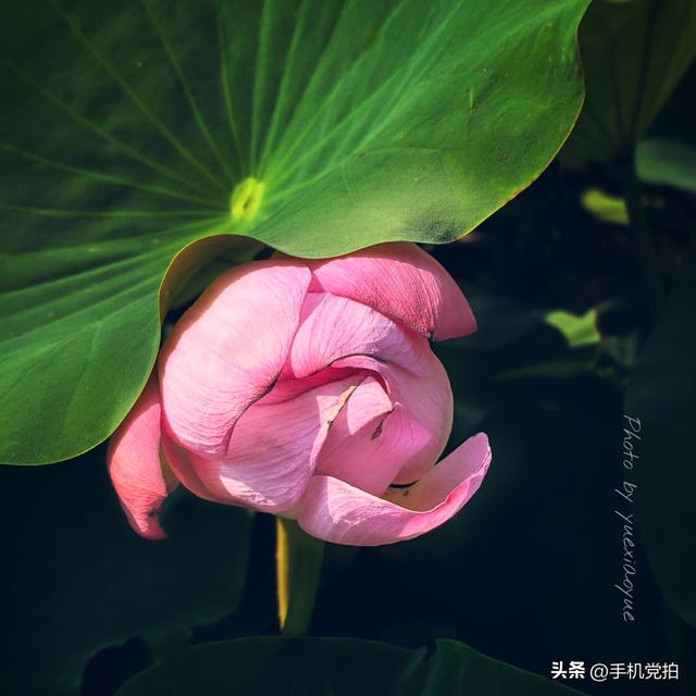 带你逛拍天津小站荷花塘｜这里的荷景别样美