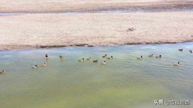 向海鹤舞，冰湖鱼跃！通榆冬季“生态剧本杀”正式开场！