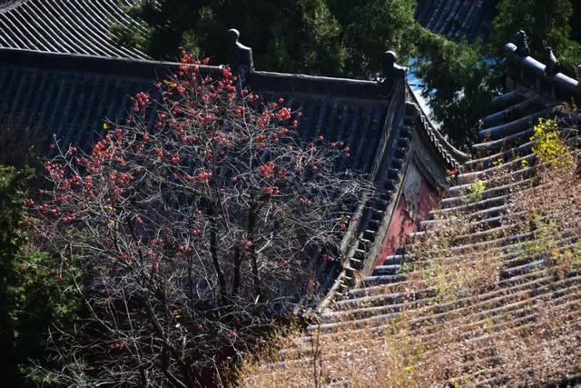 巩义青龙山的秋天美成壁纸，随手一拍都是大片！