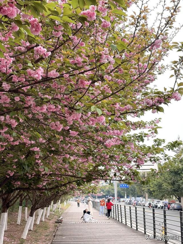 刷屏了!德阳这条“樱花大道”限时返场!路过的全都要刹一脚