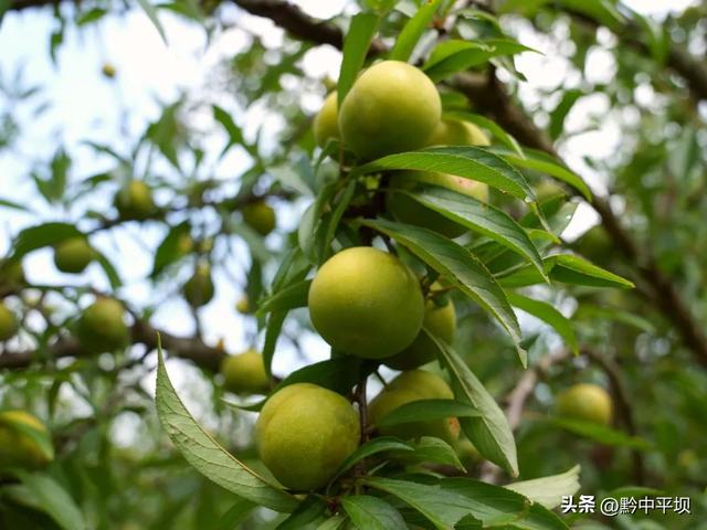 平坝区林下村：花海果香醉游人