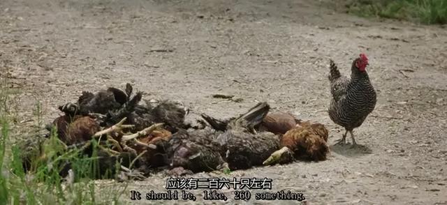 一对夫妻，为了一条狗，种出了一座森林