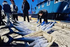 万斤鲅鱼上岸即被“抢”！青岛今年第一船本地春鲅鱼11日凌晨上岸图片
