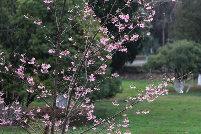 踏春好去处!贵州省植物园花开好啦