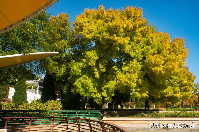 石家庄植物园的网红树，秋日里的鎏金童话