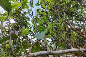 临沧茶区有哪些名山头茶图片