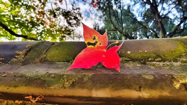 此时的你,被美到了!