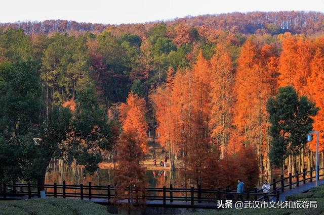 从水杉红到锁情台，每一步都踩在秋的调色盘上|九真山秋游全攻略