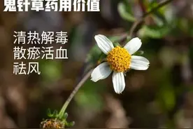 鬼针草又叫一把针，拿来煮茶喝，能解决不少中老年人的烦恼！图片