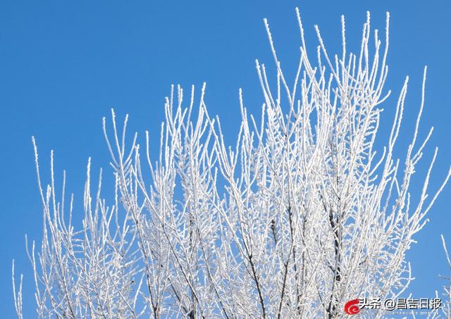 奇台雾凇上线！满城“银花”开，这是独属于昌吉的冬日浪漫